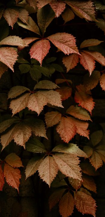 Обои 1440x2960 листва, осень, капли