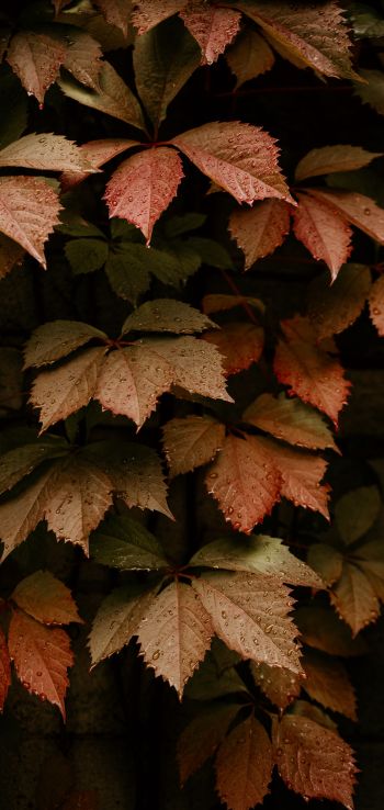 Обои 1080x2280 листва, осень, капли