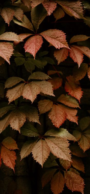 Обои 828x1792 листва, осень, капли