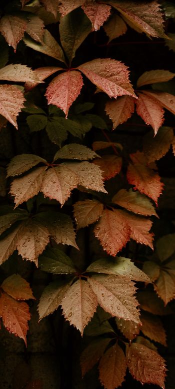 Обои 1440x3200 листва, осень, капли