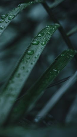 aloe, dew, drop Wallpaper 750x1334