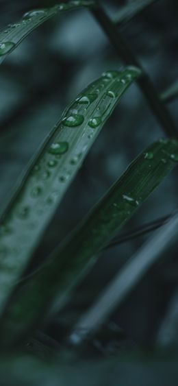 aloe, dew, drop Wallpaper 1080x2340