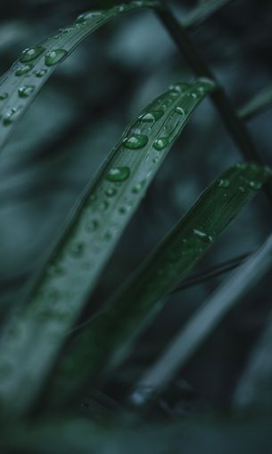 aloe, dew, drop Wallpaper 1200x2000