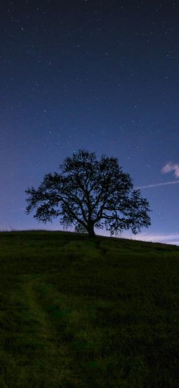 Обои 1284x2778 дерево, звездное небо, ночь