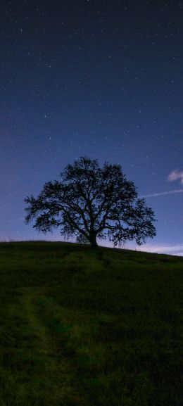tree, starry sky, night Wallpaper 1440x3200