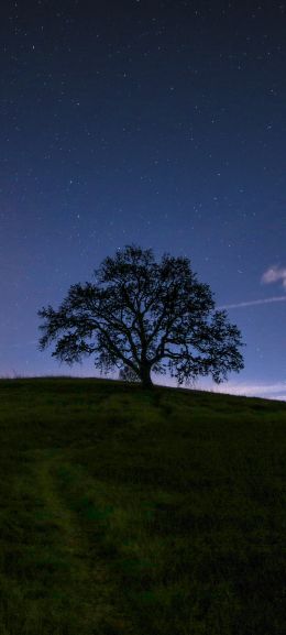 tree, starry sky, night Wallpaper 1080x2400