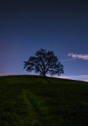 tree, starry sky, night Wallpaper 1668x2388