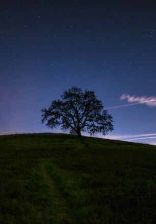 tree, starry sky, night Wallpaper 1640x2360