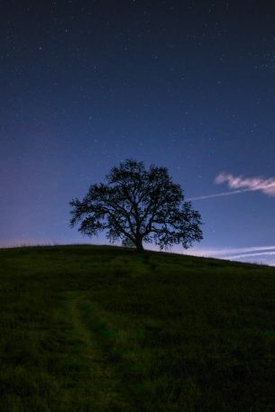tree, starry sky, night Wallpaper 640x960
