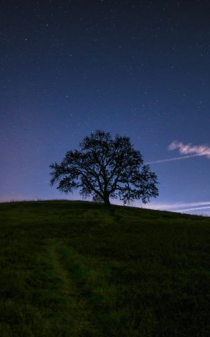 tree, starry sky, night Wallpaper 1600x2560