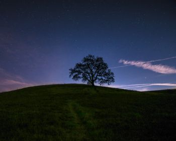 Обои 1280x1024 дерево, звездное небо, ночь