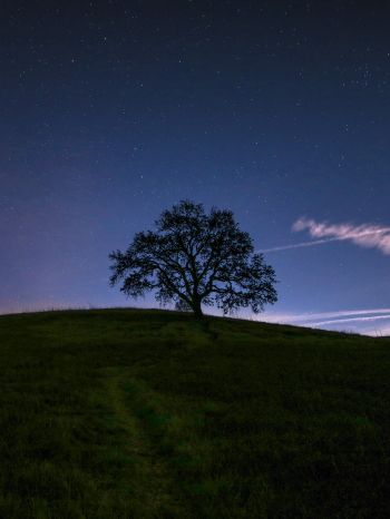 Обои 1620x2160 дерево, звездное небо, ночь