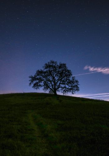 Обои 1668x2388 дерево, звездное небо, ночь
