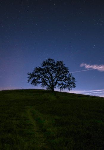 Обои 1640x2360 дерево, звездное небо, ночь
