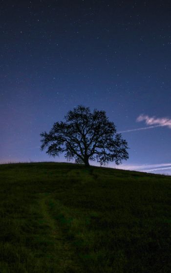 Обои 1752x2800 дерево, звездное небо, ночь