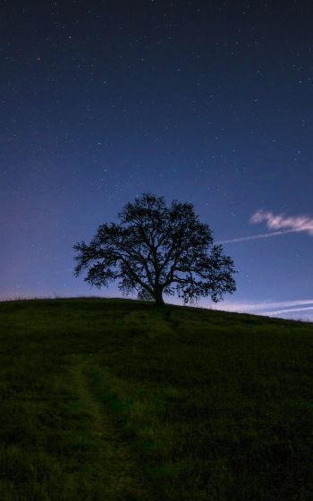 Обои 1600x2560 дерево, звездное небо, ночь