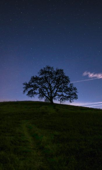 Обои 1200x2000 дерево, звездное небо, ночь