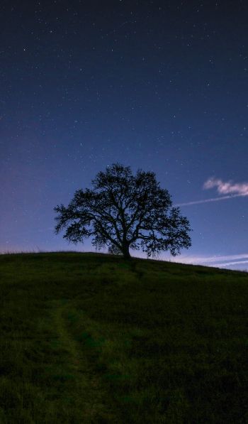 Обои 600x1024 дерево, звездное небо, ночь