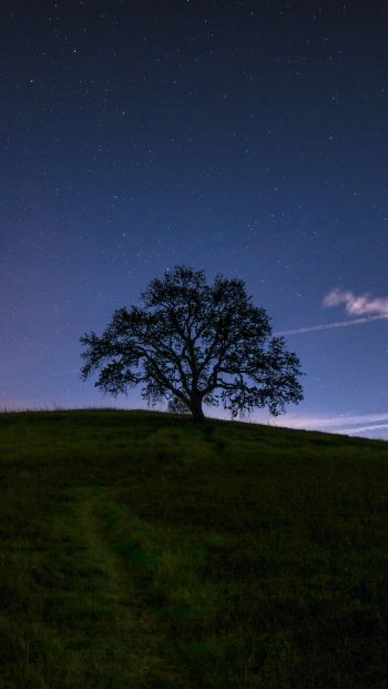 Обои 640x1136 дерево, звездное небо, ночь
