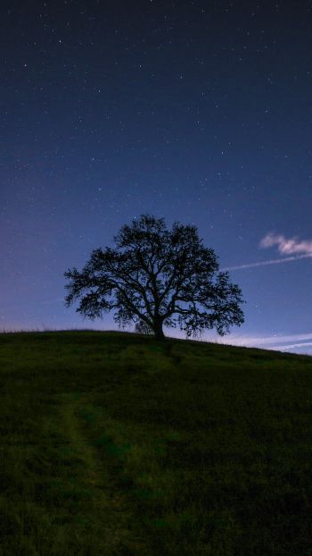 Обои 750x1334 дерево, звездное небо, ночь