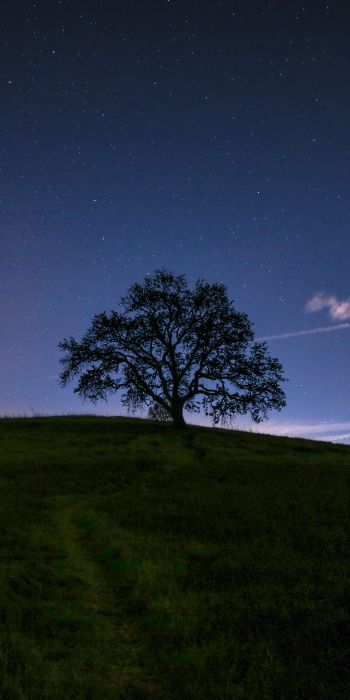 Обои 720x1440 дерево, звездное небо, ночь