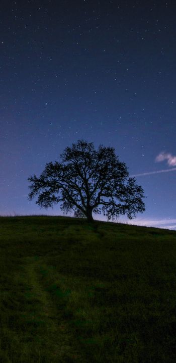 Обои 1080x2220 дерево, звездное небо, ночь