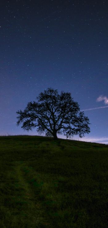 Обои 1080x2280 дерево, звездное небо, ночь
