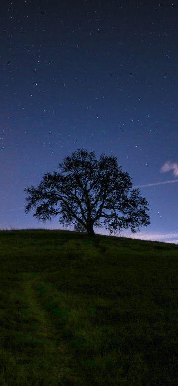 Обои 1080x2340 дерево, звездное небо, ночь