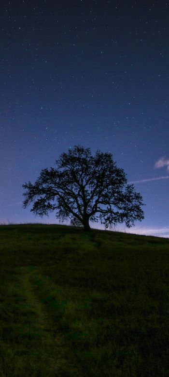 Обои 1080x2400 дерево, звездное небо, ночь