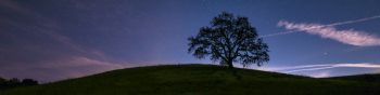 tree, starry sky, night Wallpaper 1590x400
