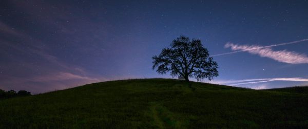 tree, starry sky, night Wallpaper 3440x1440