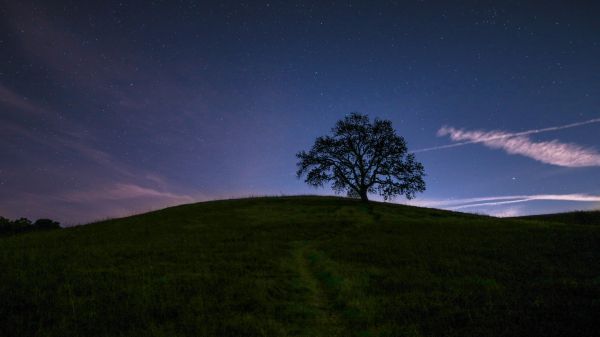 tree, starry sky, night Wallpaper 1366x768