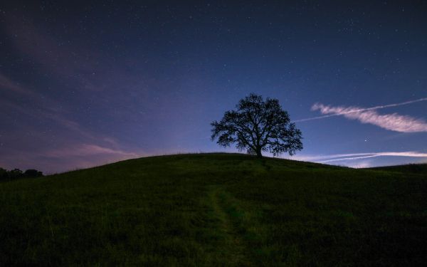 tree, starry sky, night Wallpaper 1920x1200