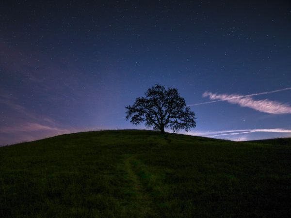 Обои 1024x768 дерево, звездное небо, ночь