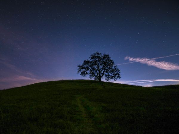 tree, starry sky, night Wallpaper 1024x768