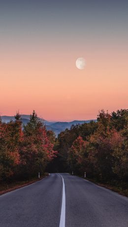 road, forest, evening Wallpaper 640x1136