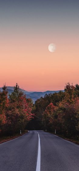 road, forest, evening Wallpaper 1080x2340