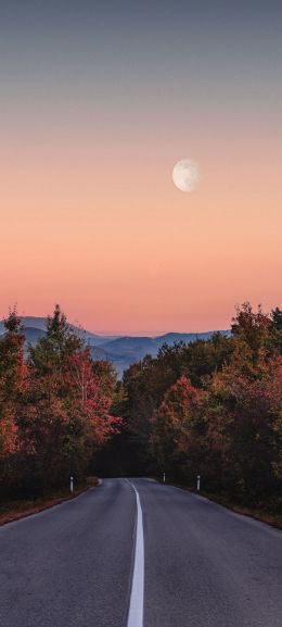 road, forest, evening Wallpaper 1080x2400