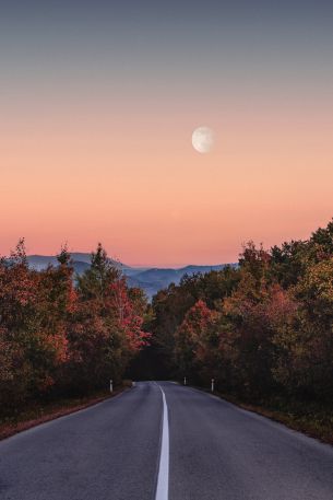 road, forest, evening Wallpaper 4000x6000