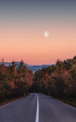 road, forest, evening Wallpaper 1752x2800