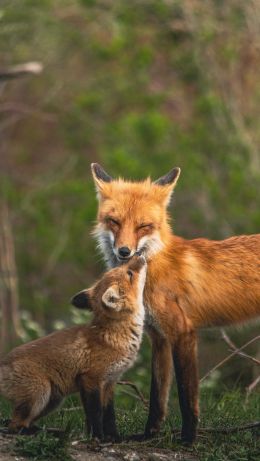 lisa, wildlife Wallpaper 640x1136