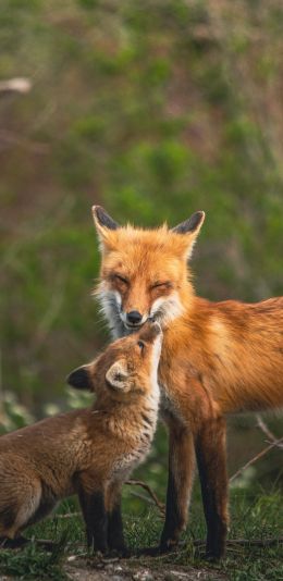 lisa, wildlife Wallpaper 1080x2220