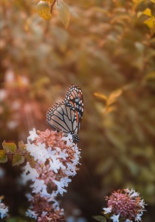 butterfly, flowers, aesthetics Wallpaper 1668x2388