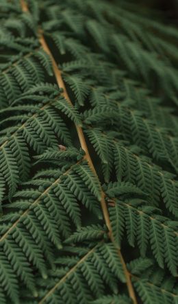 fern, leaves Wallpaper 600x1024