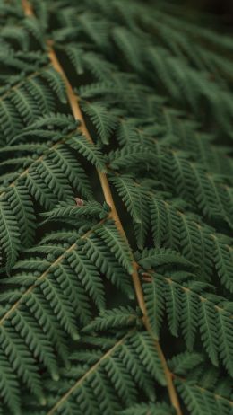 fern, leaves Wallpaper 720x1280