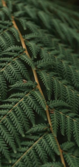 fern, leaves Wallpaper 1080x2280