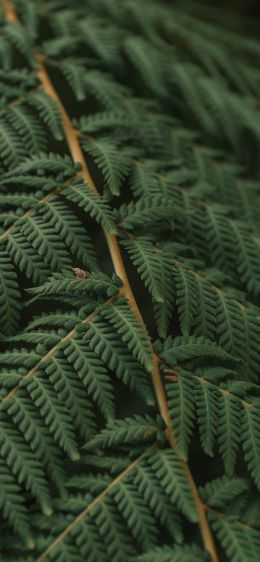 fern, leaves Wallpaper 1284x2778