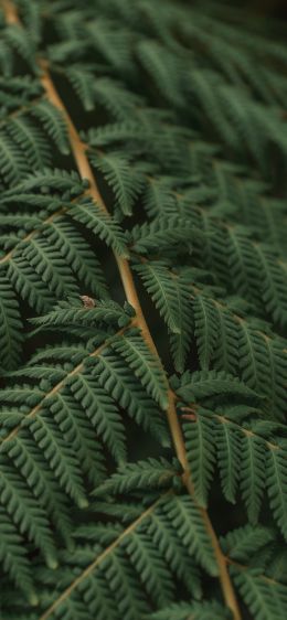 fern, leaves Wallpaper 1125x2436