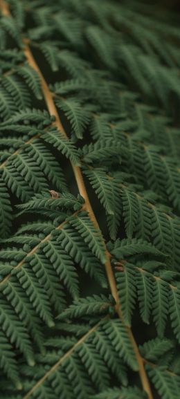 fern, leaves Wallpaper 720x1600