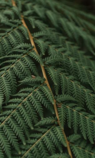 fern, leaves Wallpaper 1200x2000